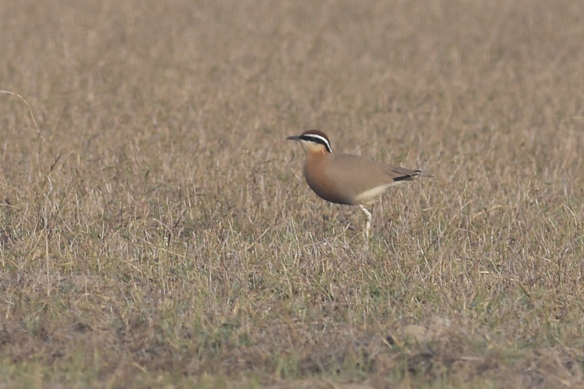 Indian Courser - ML616376040