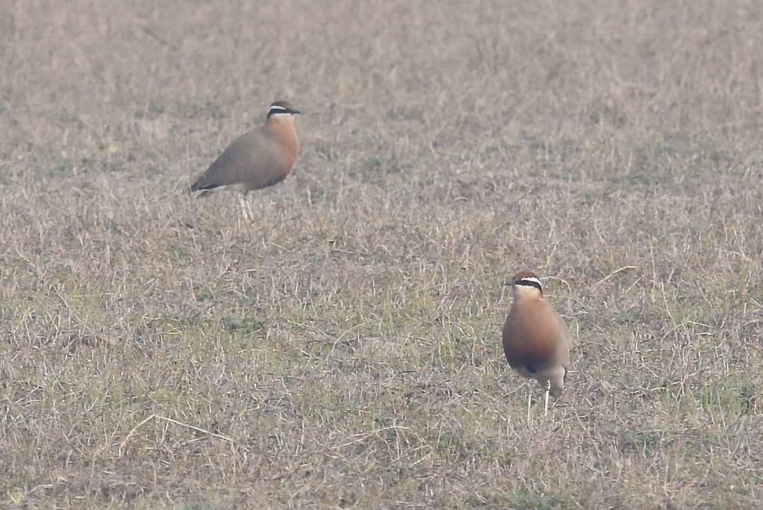 Indian Courser - ML616376041