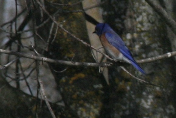 Western Bluebird - ML616376086