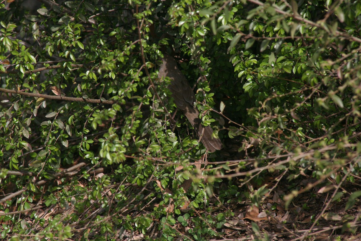 California Towhee - ML616376094