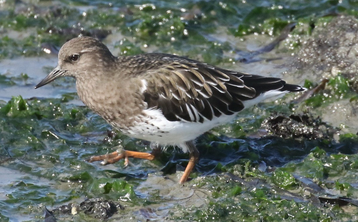 Black Turnstone - ML616376106