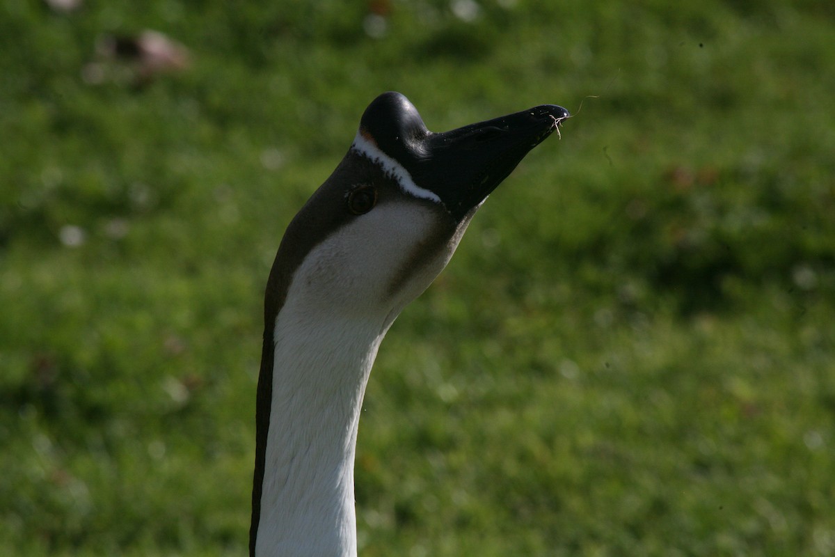 Swan Goose (Domestic type) - ML616376118