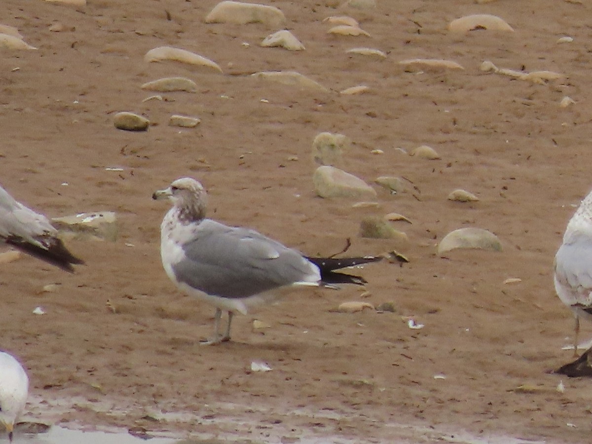 California Gull - ML616376122