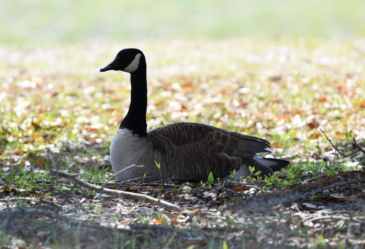 Canada Goose - ML616376125