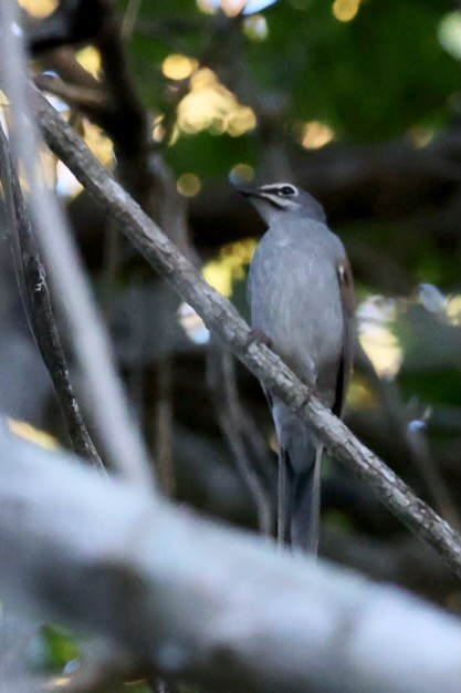 Brown-backed Solitaire - ML616376180