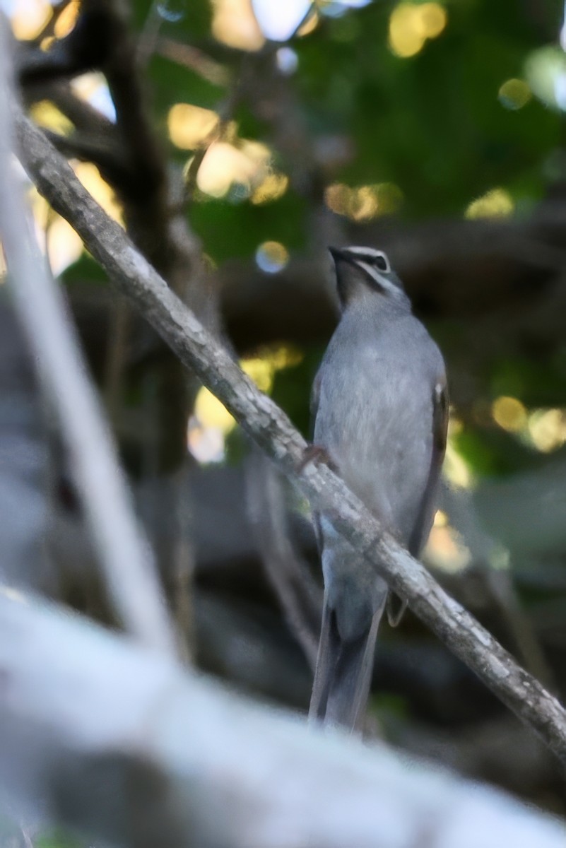 Brown-backed Solitaire - ML616376181
