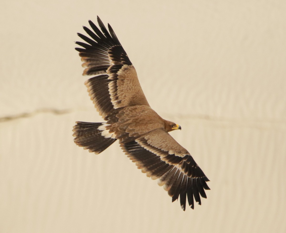 Steppe Eagle - ML616376201