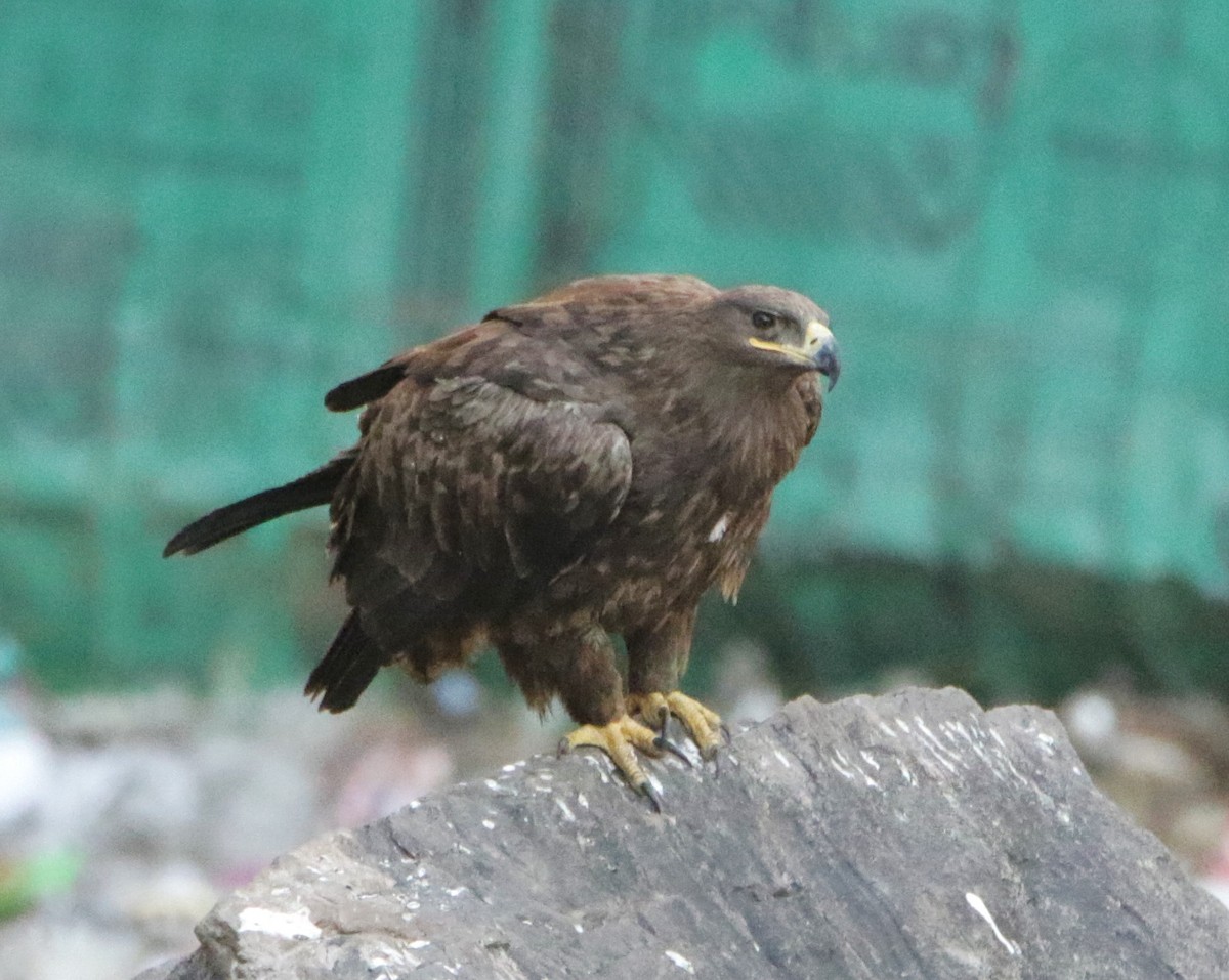 Steppe Eagle - ML616376203