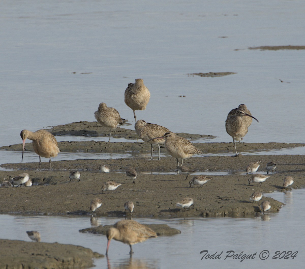 Whimbrel - ML616376236