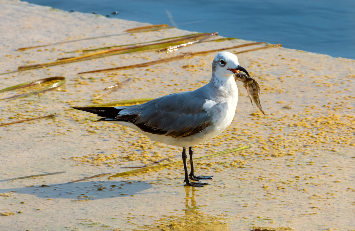 Gaviota Guanaguanare - ML616376244