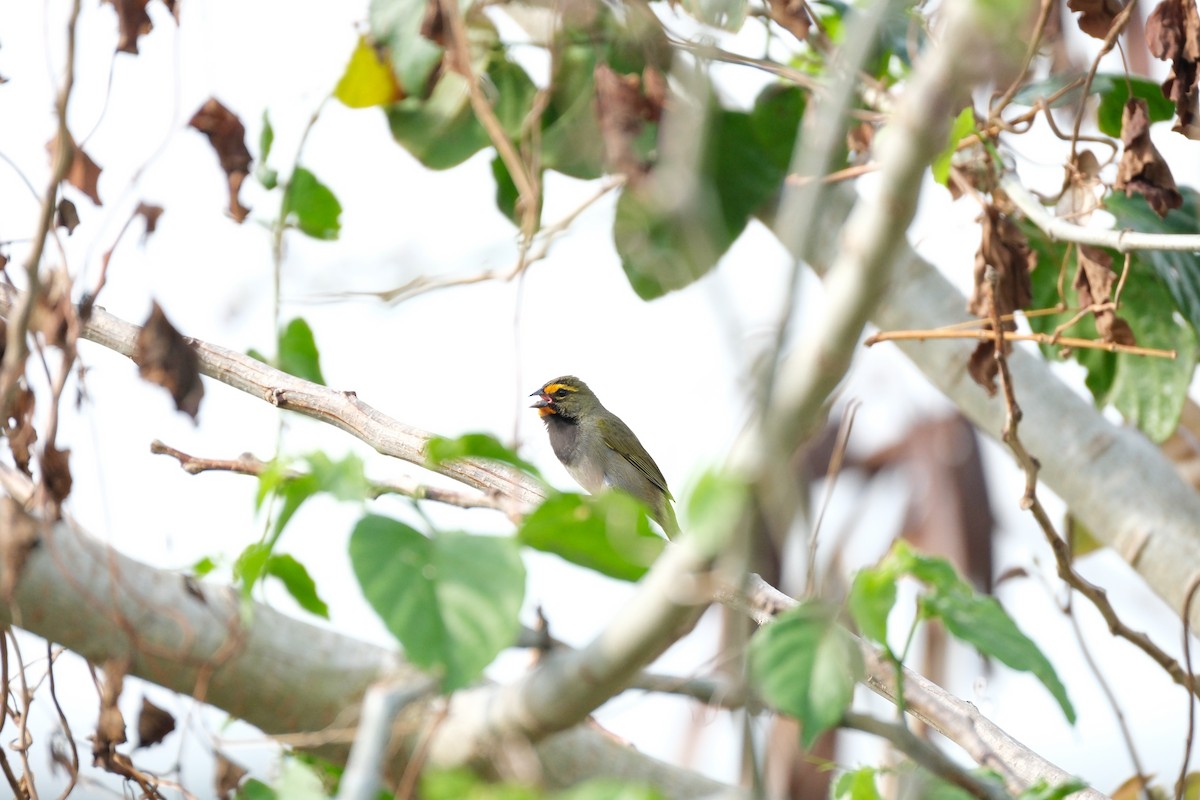 Yellow-faced Grassquit - ML616376248