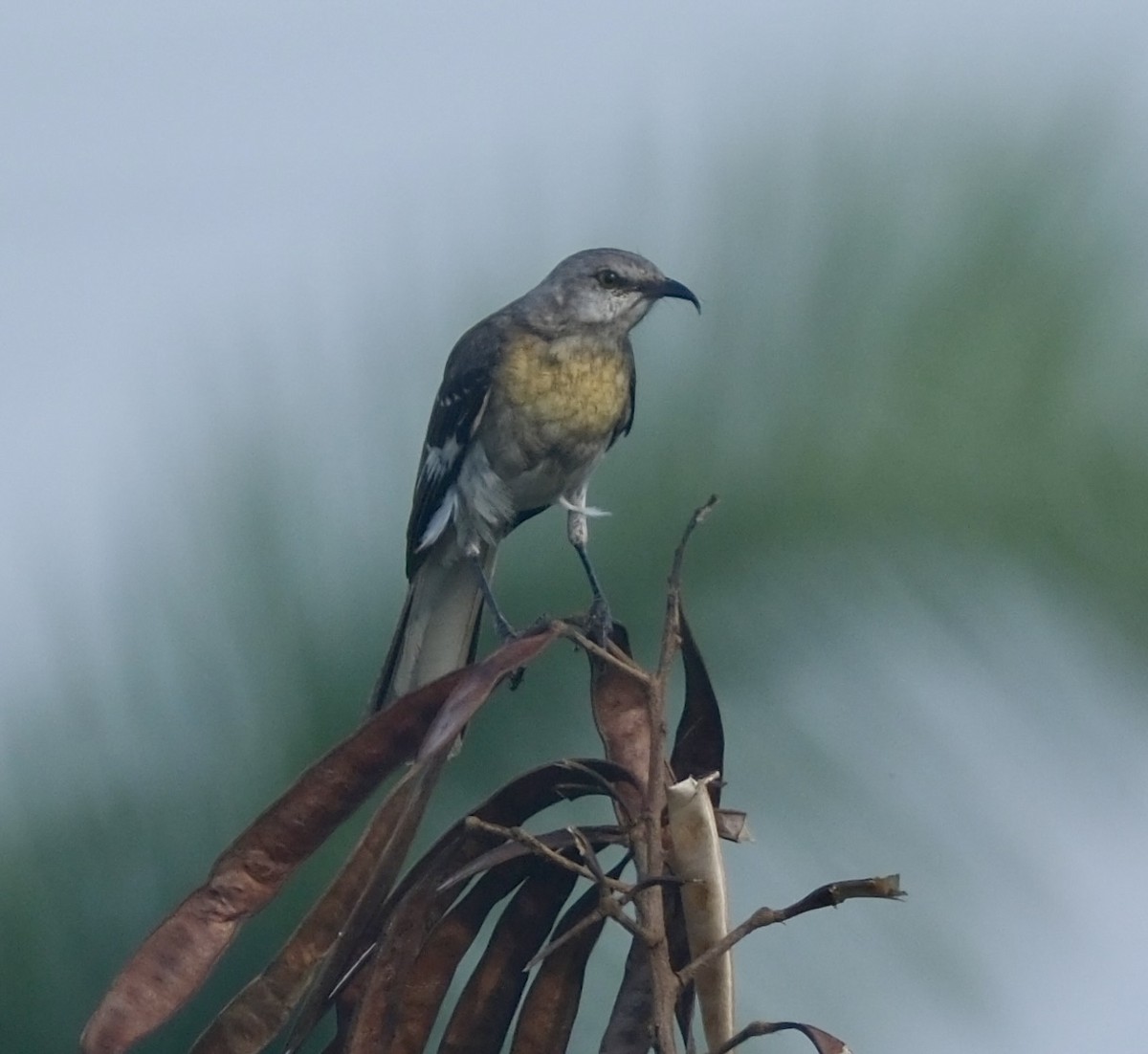 Northern Mockingbird - ML616376262