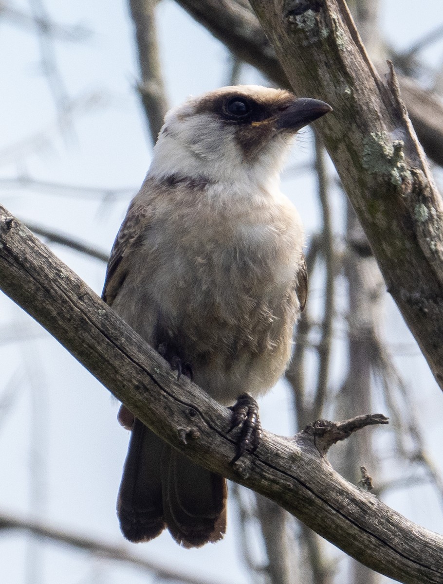 White-crowned Shrike - Sam Zuckerman