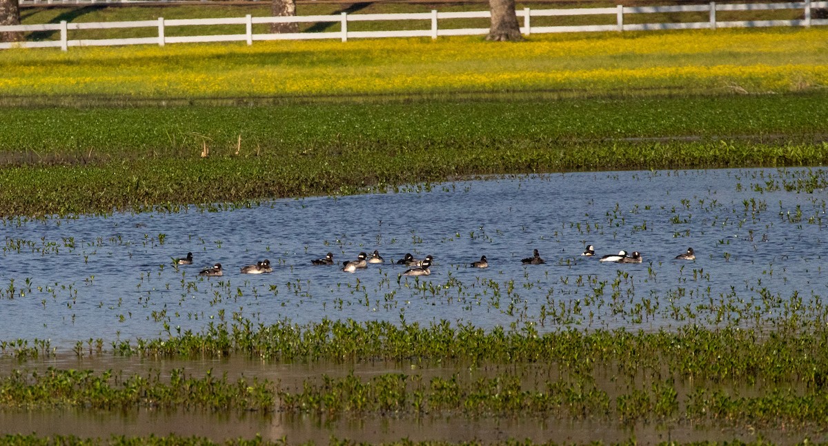 Bufflehead - ML616376327