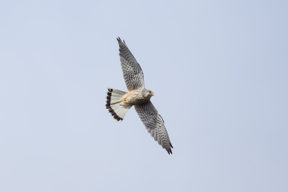 Eurasian Kestrel - ML616376339