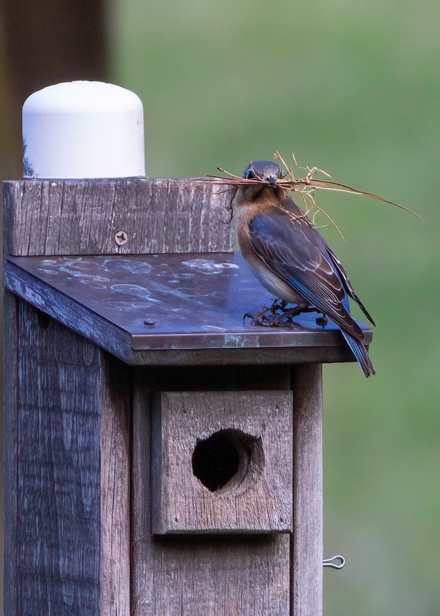 Eastern Bluebird - ML616376347