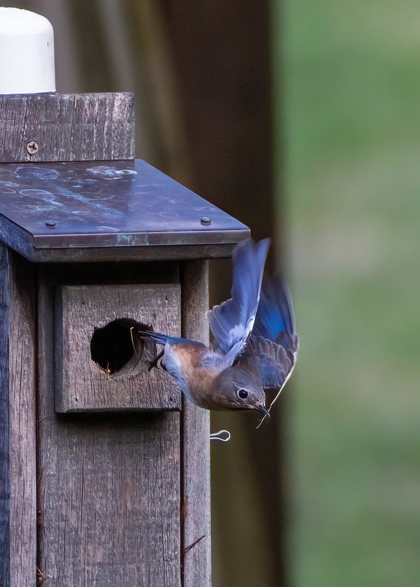 Eastern Bluebird - ML616376349