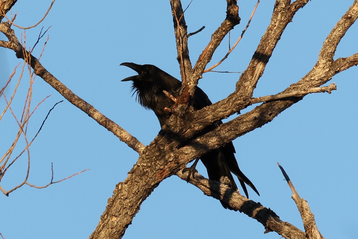 American Crow - ML616376357