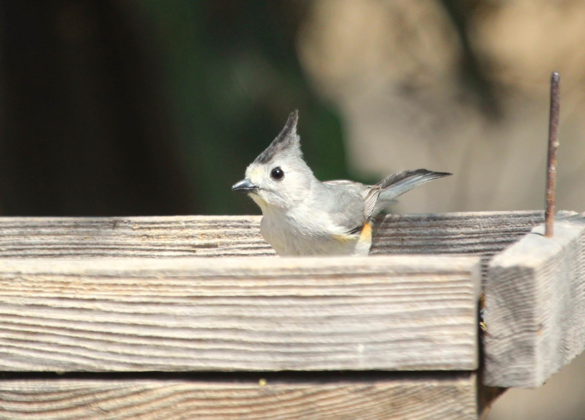 Black-crested Titmouse - Samuel Perloff