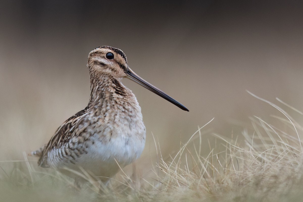 Common Snipe - ML616376378