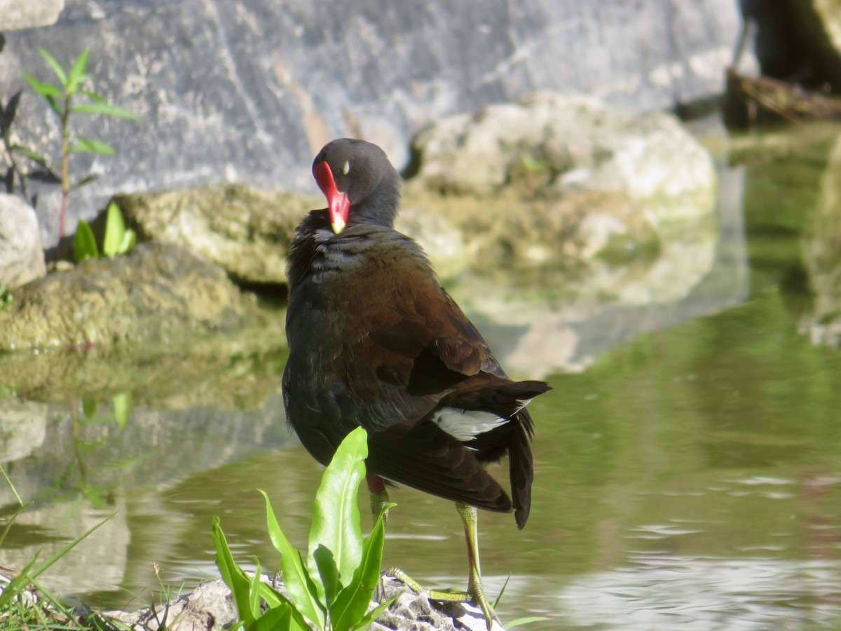 Common Gallinule - ML616376403