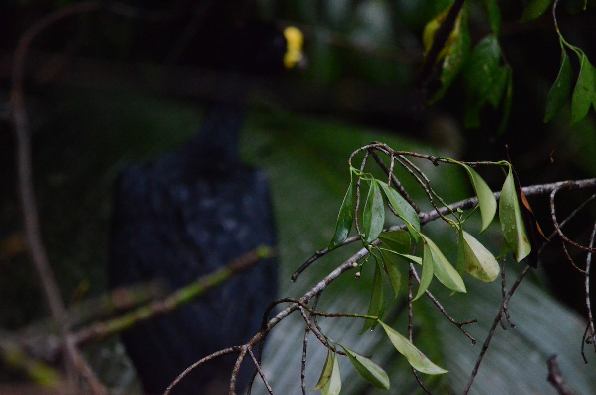 Great Curassow - Mark Golan