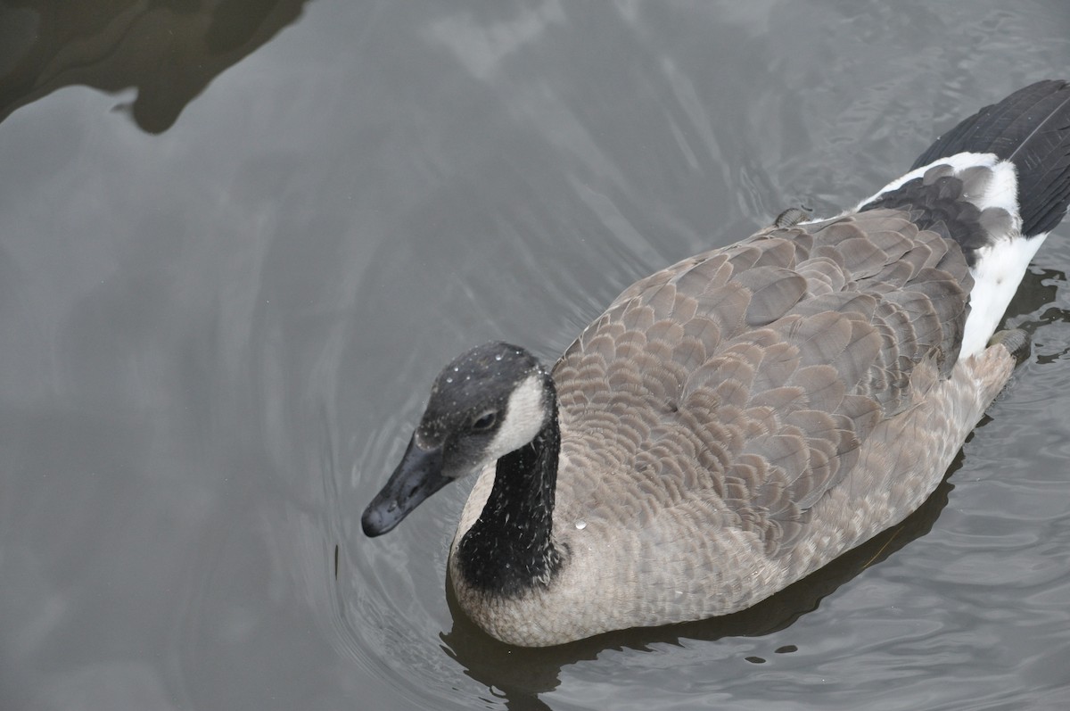 Canada Goose - ML616376433