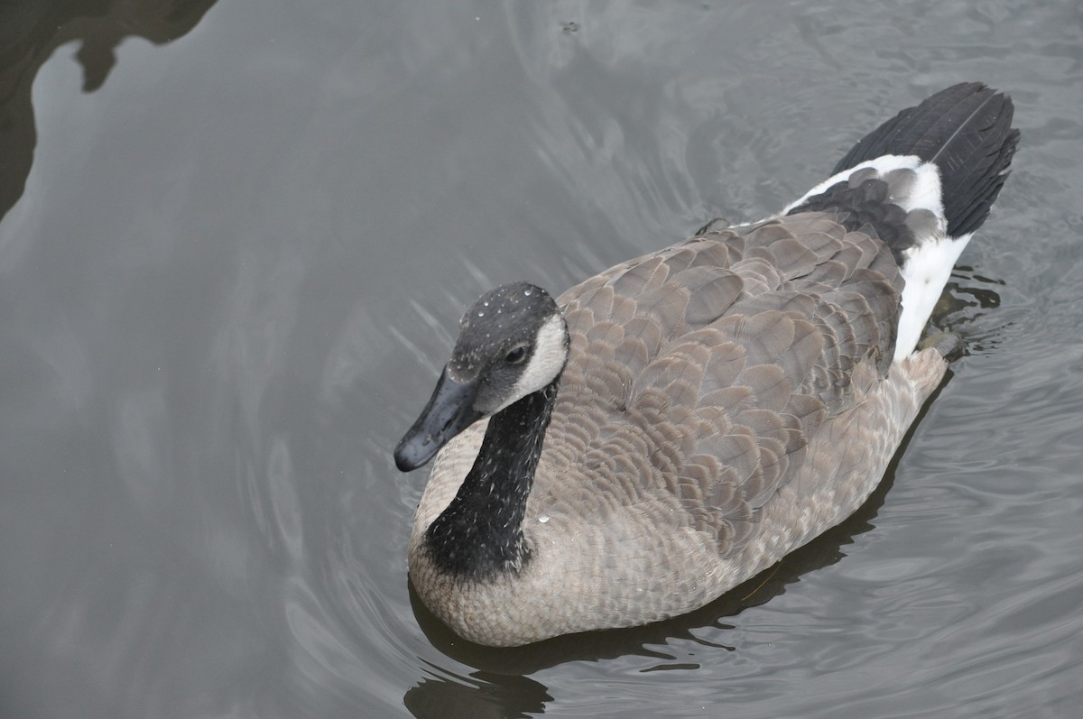 Canada Goose - ML616376436