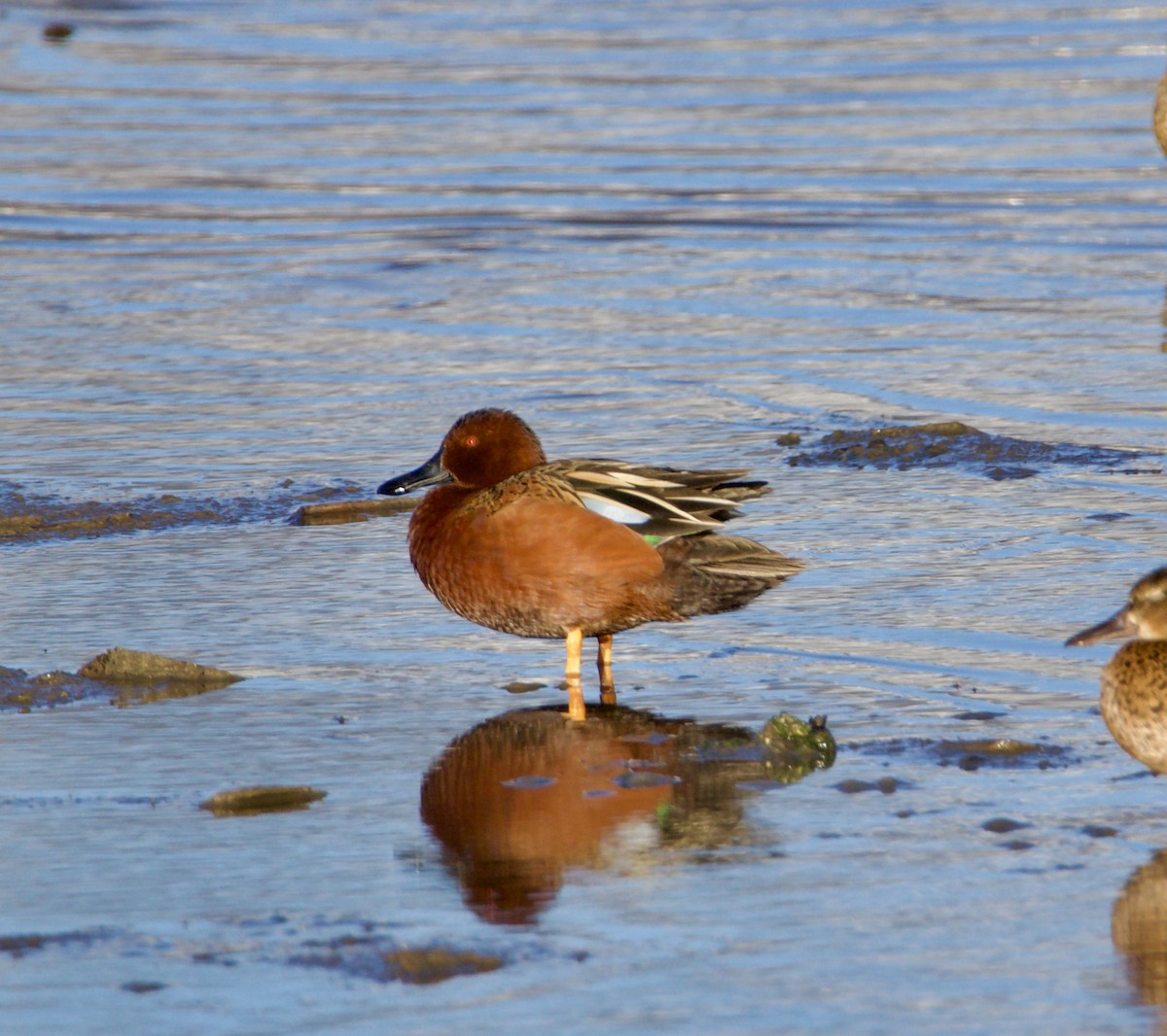 Cinnamon Teal - ML616376439