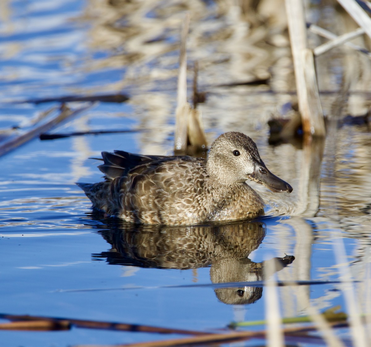 Cinnamon Teal - ML616376443