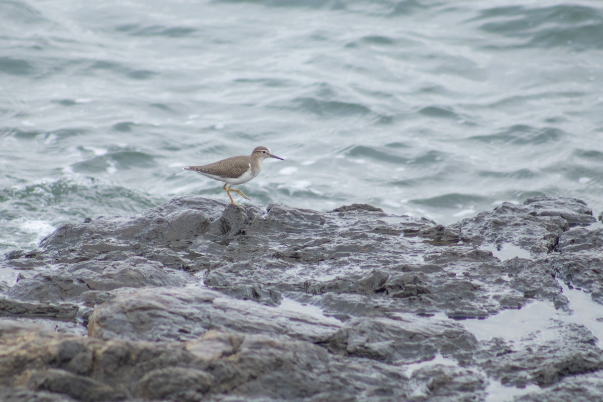 Spotted Sandpiper - ML616376476