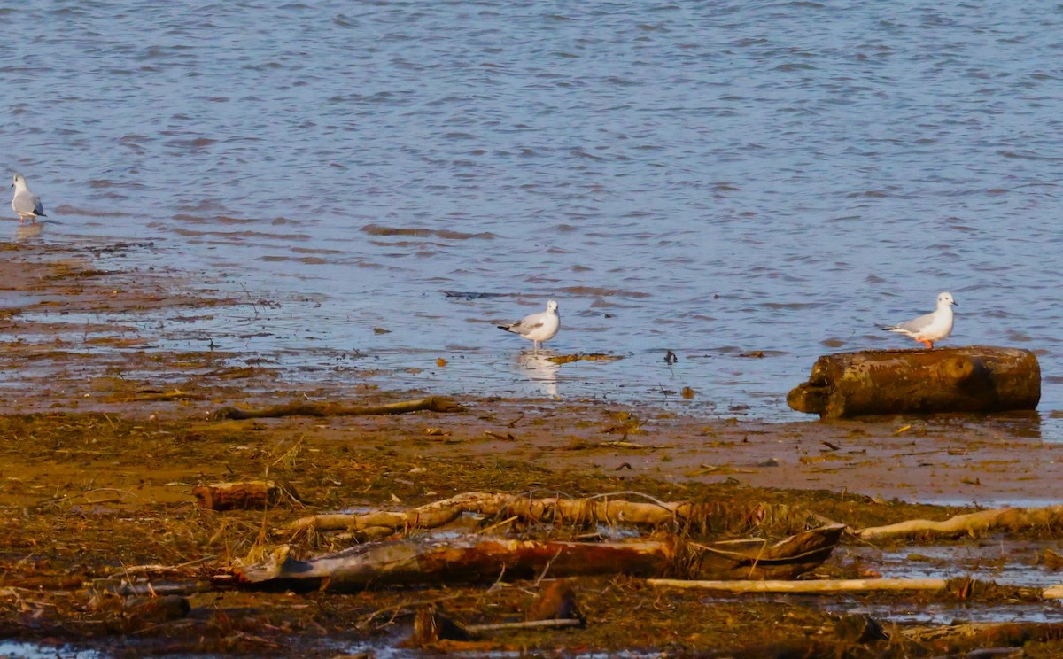 Bonaparte's Gull - ML616376483