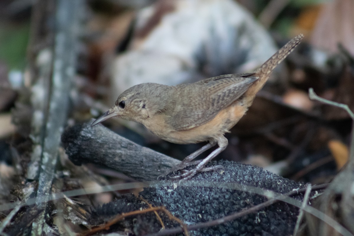 Southern House Wren - ML616376486