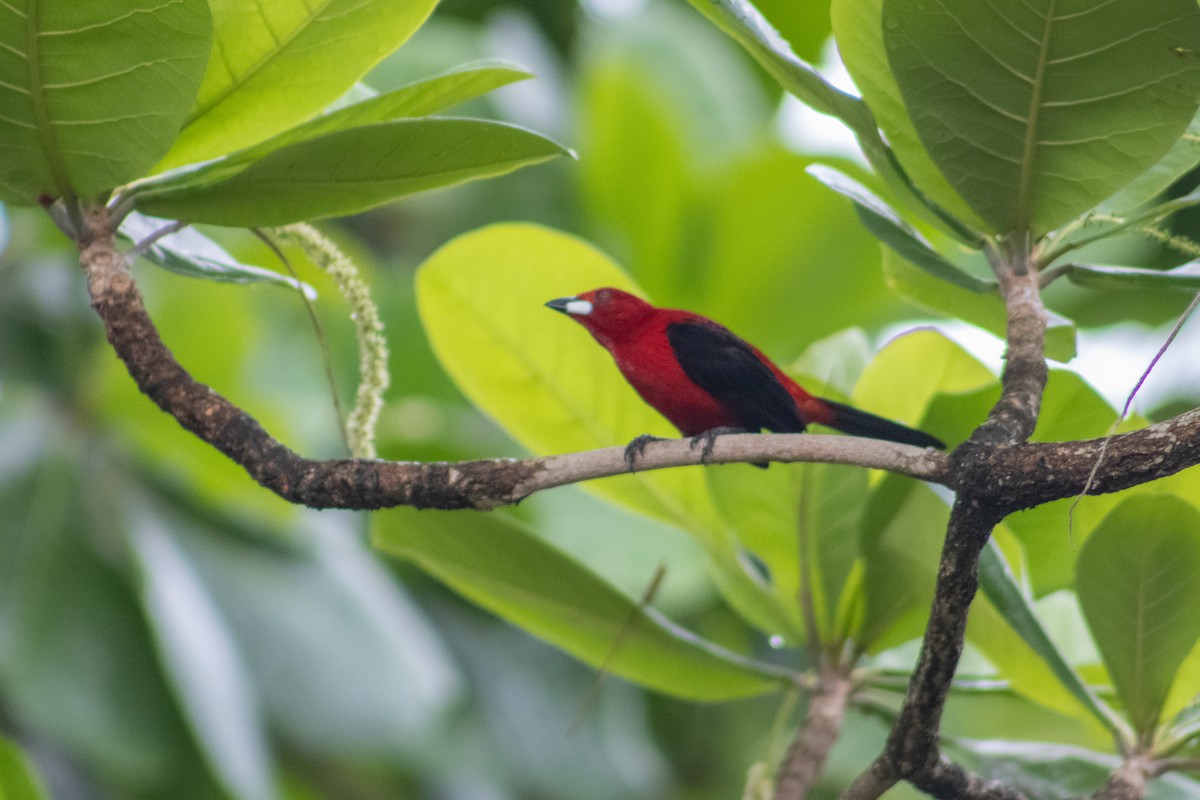 Brazilian Tanager - ML616376502