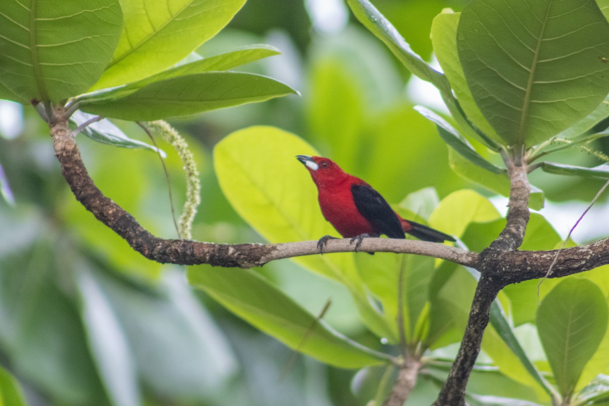 Brazilian Tanager - ML616376503