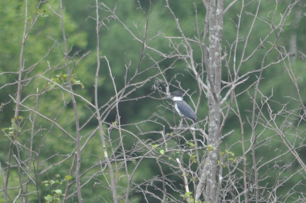 Belted Kingfisher - 🦜 Daniel Correia 🦜