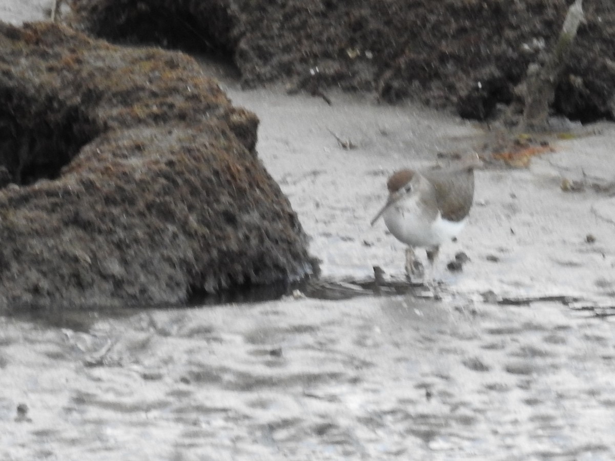 Spotted Sandpiper - ML616376646