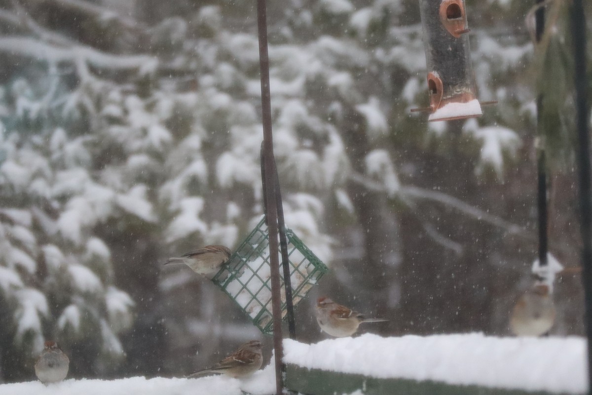 American Tree Sparrow - ML616376680