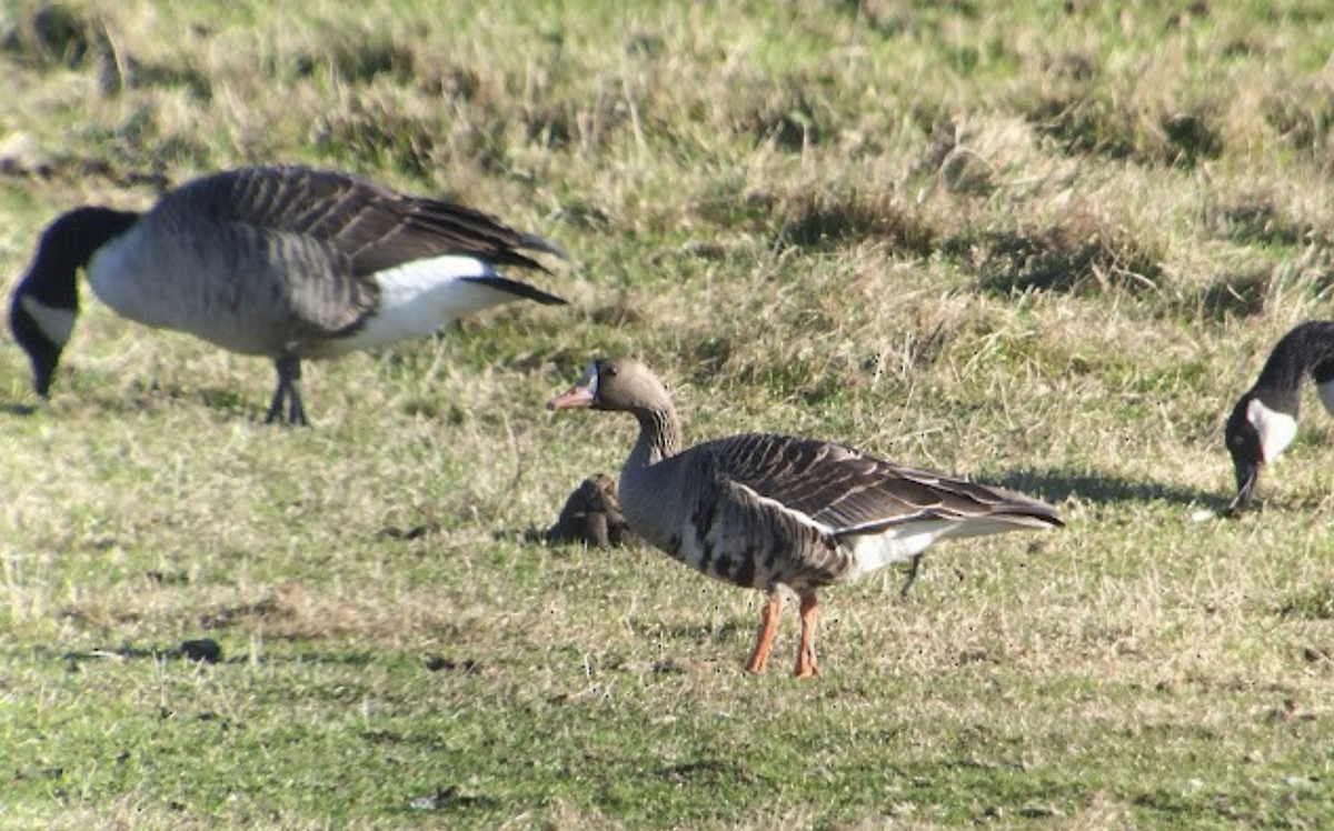 Greater White-fronted Goose (Western) - ML616376690