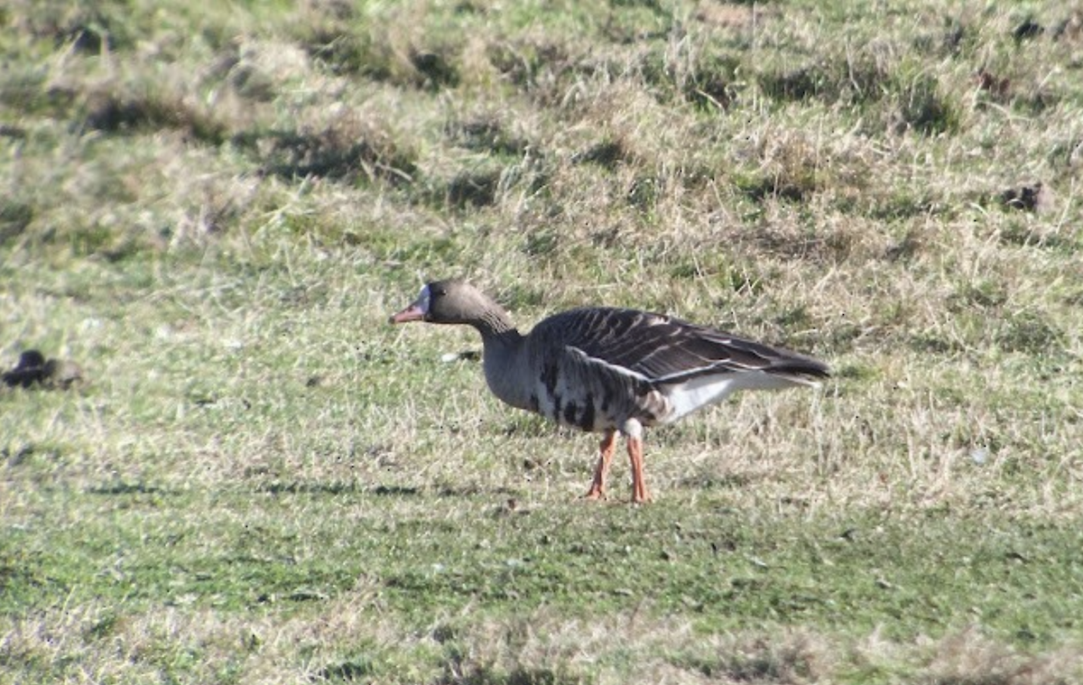 Greater White-fronted Goose (Western) - ML616376692
