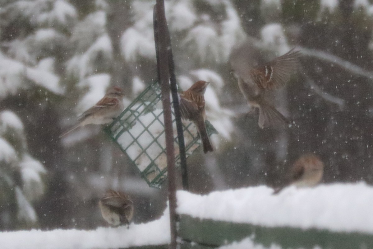 American Tree Sparrow - ML616376717