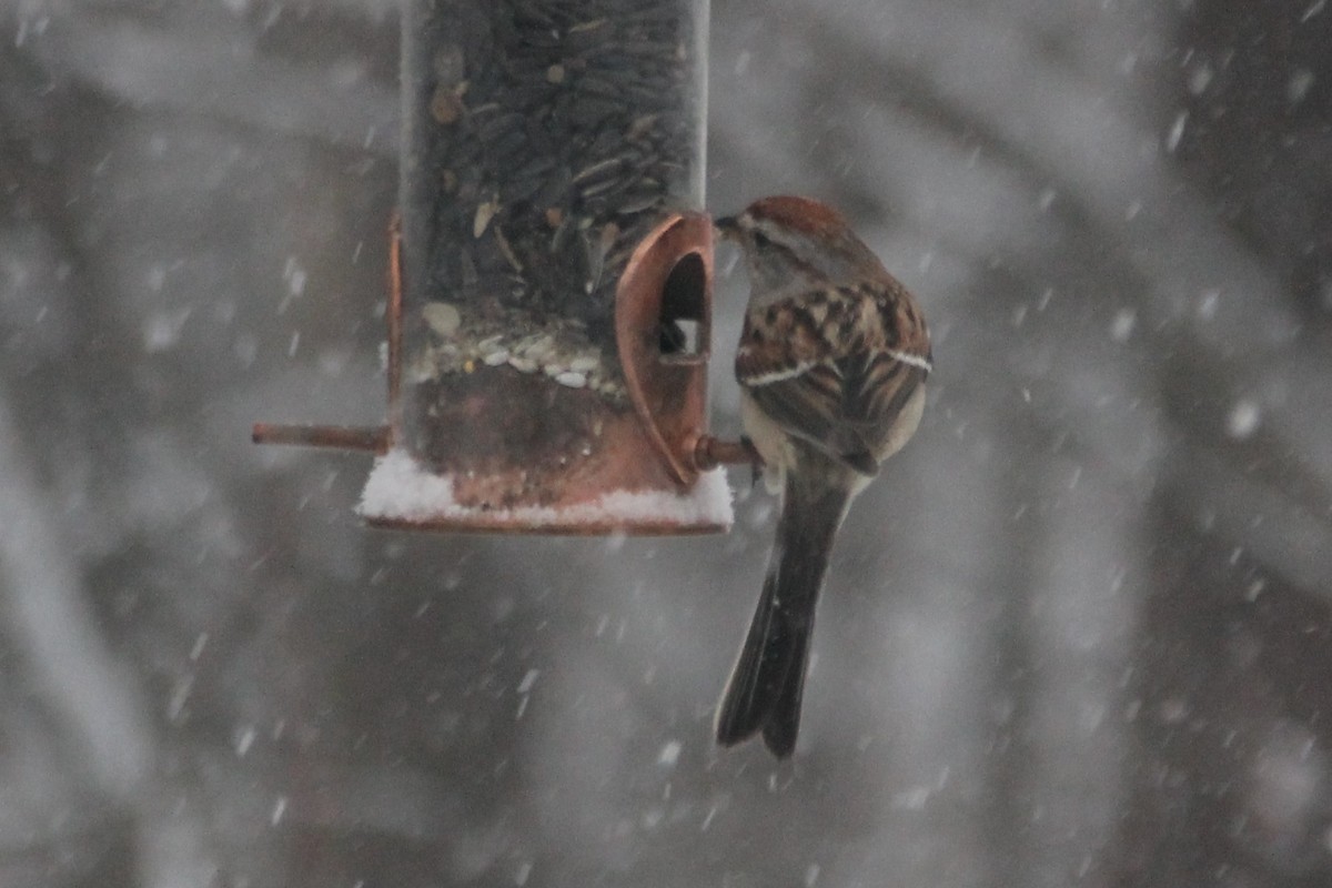 American Tree Sparrow - Martha Huestis