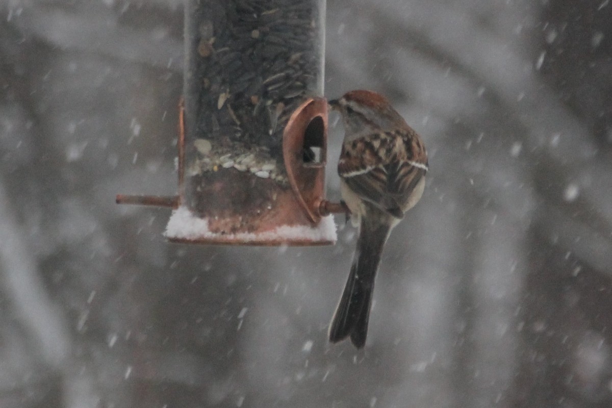 American Tree Sparrow - ML616376742