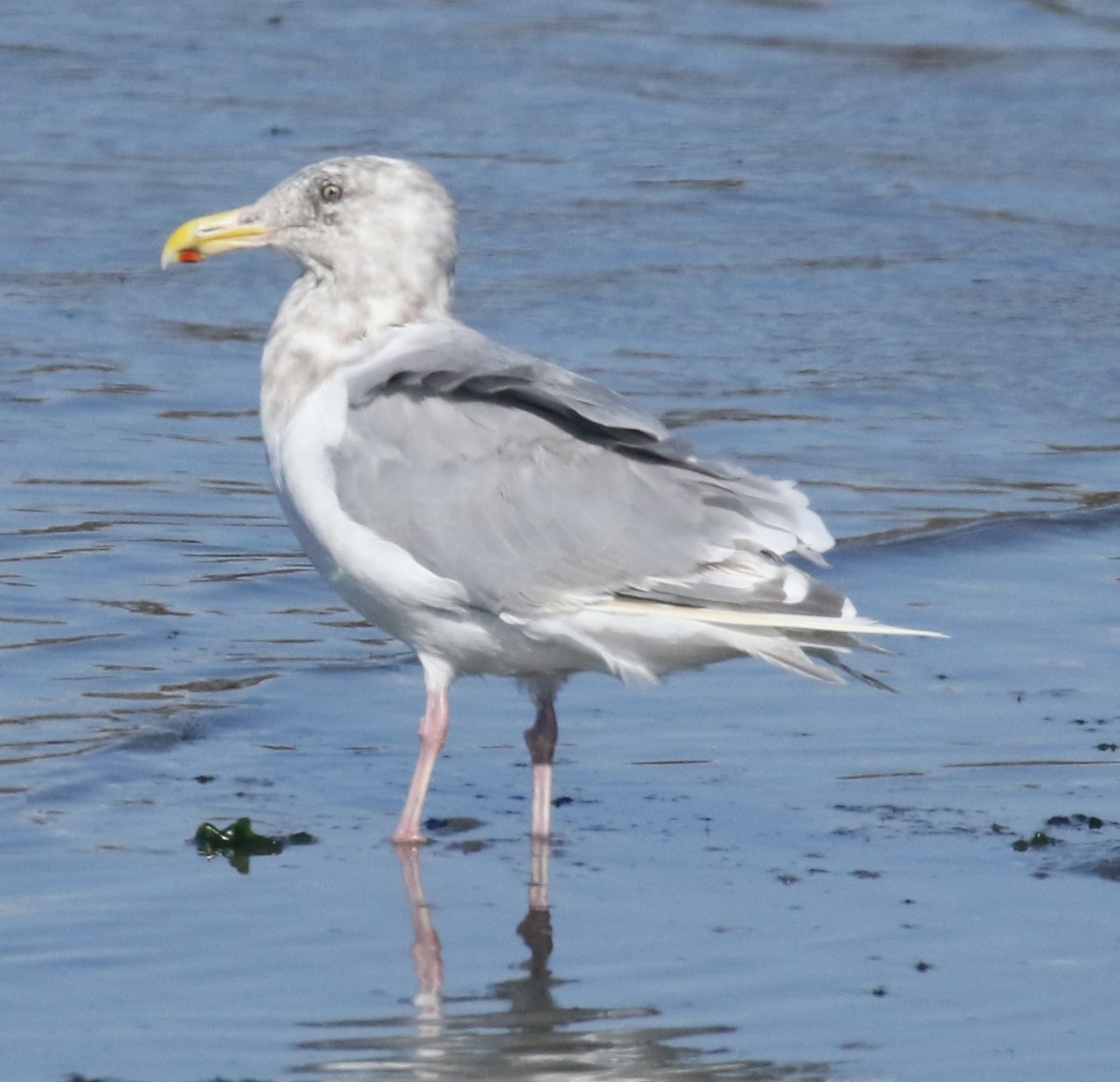 American Herring x Glaucous-winged Gull (hybrid) - ML616376788