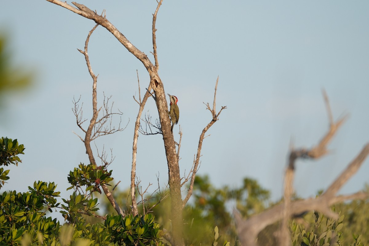 Cuban Green Woodpecker - Todd DeVore