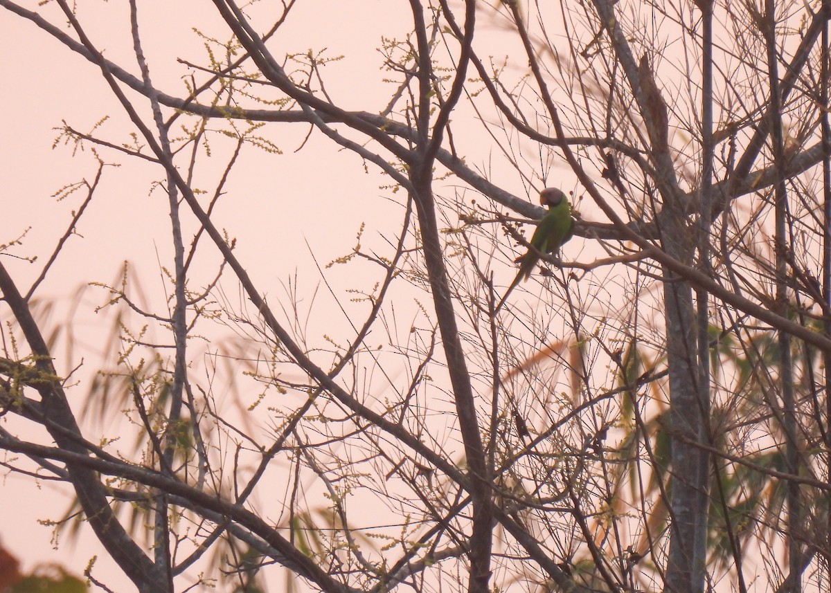 Gül Başlı Yeşil Papağan - ML616376847