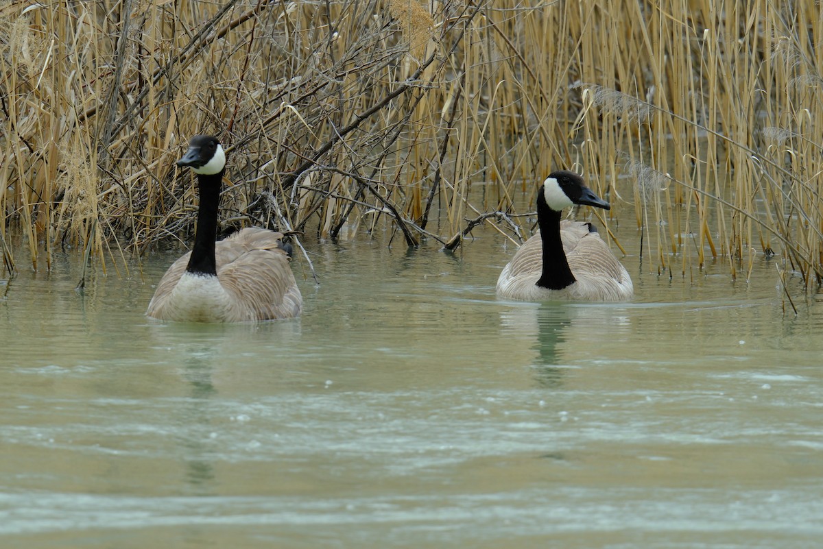 Canada Goose - ML616376881