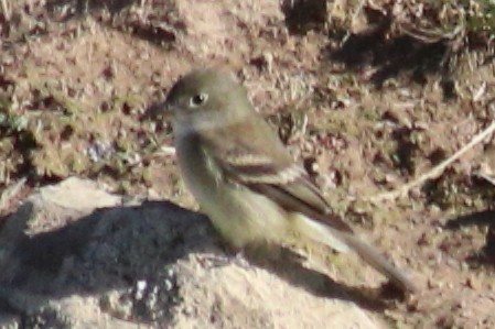 White-crested Elaenia - ML616376890