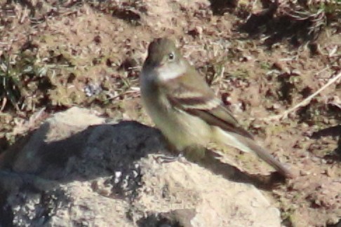 White-crested Elaenia - ML616376891