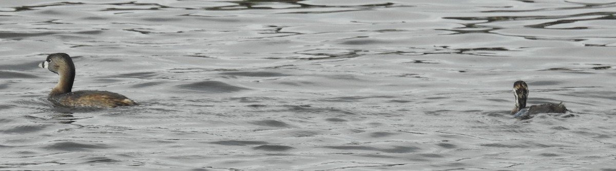 Pied-billed Grebe - ML616376913